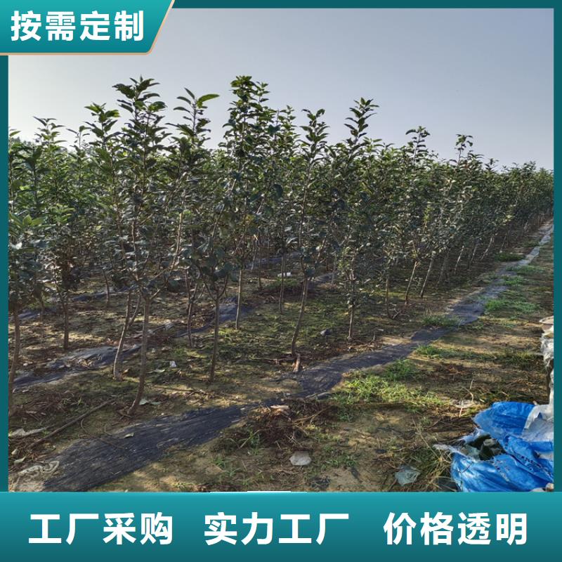 李子【樱桃苗】保障