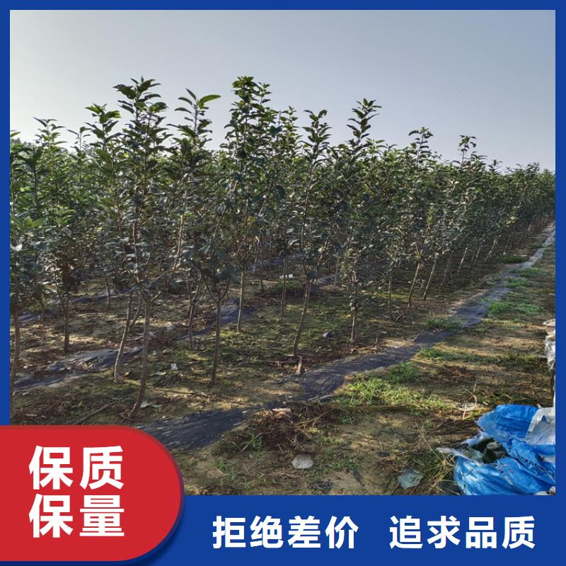李子樱桃苗一手货源