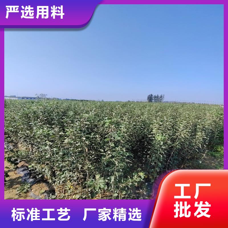 西梅李子苗价格