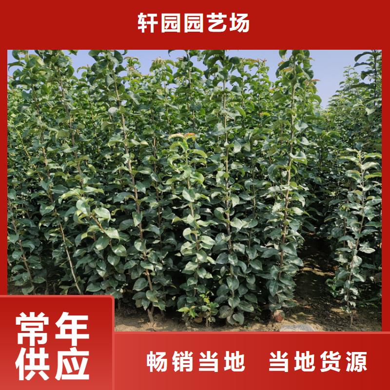 西梅李子苗价格