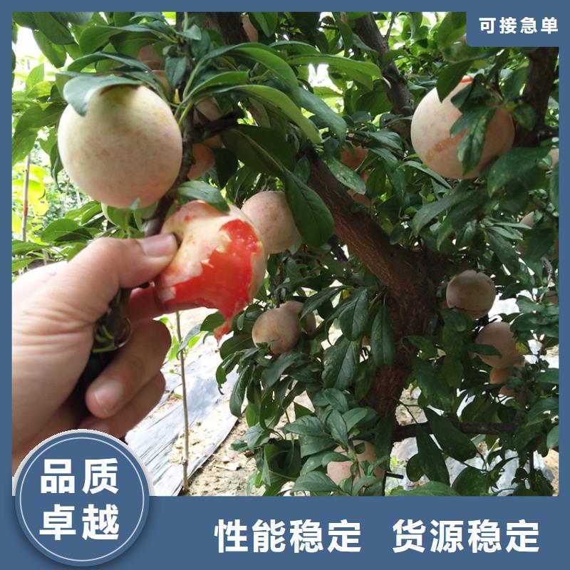 西梅李子苗价格
