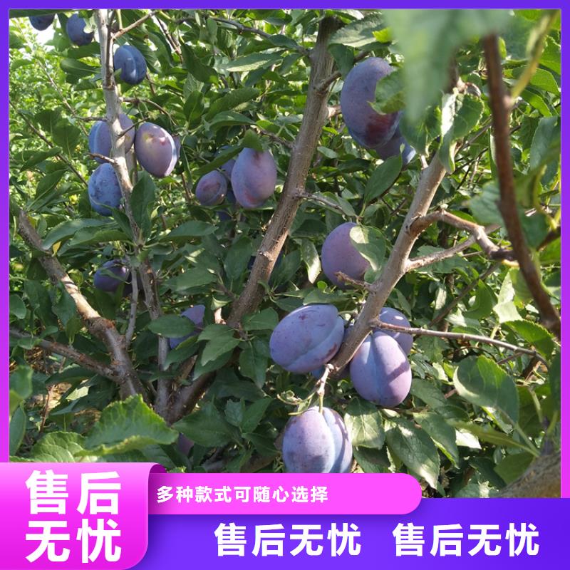 恐龙蛋李子苗当年结果树