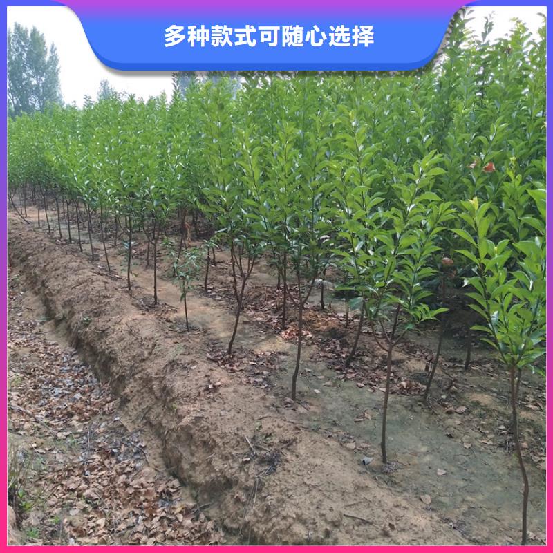 李子【樱桃苗】保障