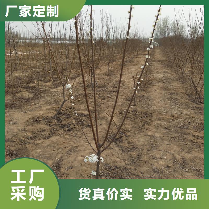 李子北美冬青放心购