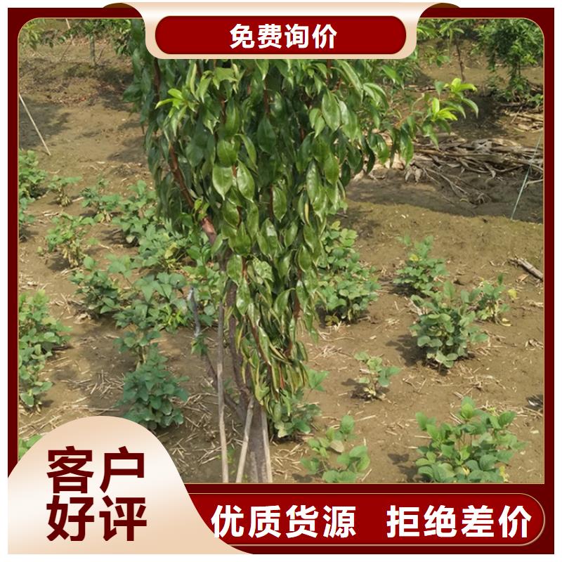 李子【樱桃苗】保障
