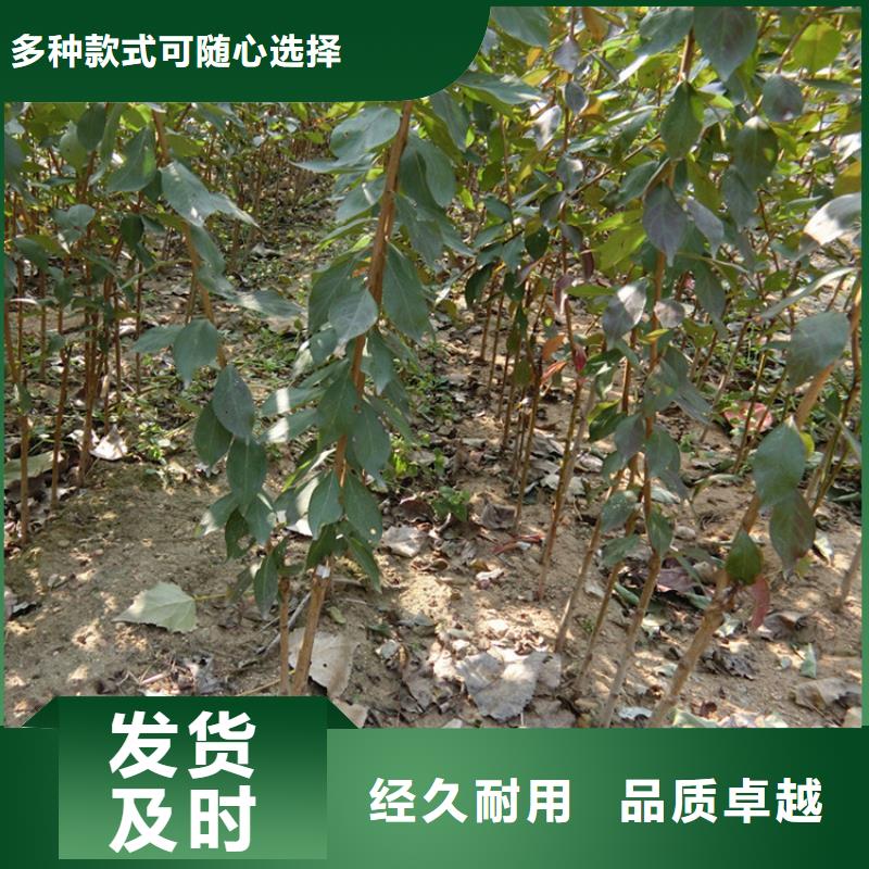 李子【樱桃苗】保障