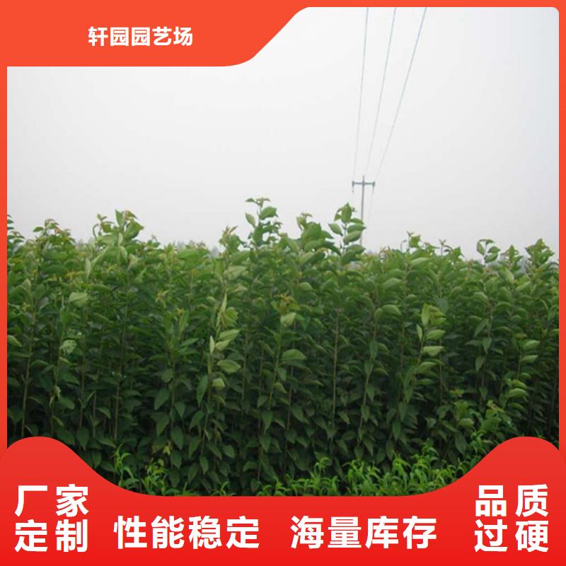 西梅李子苗价格