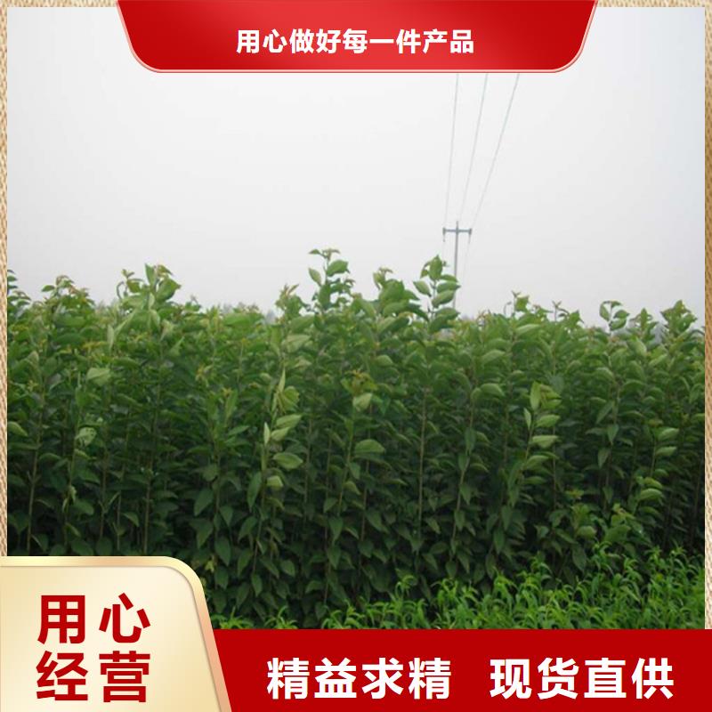 李子北美冬青放心购