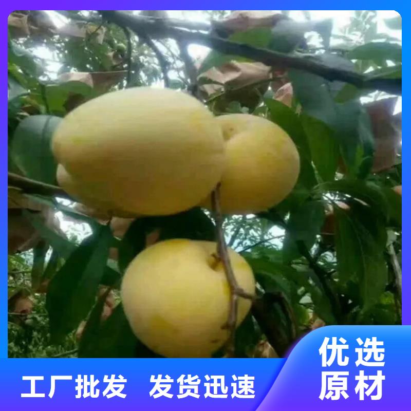 李子北美冬青放心购