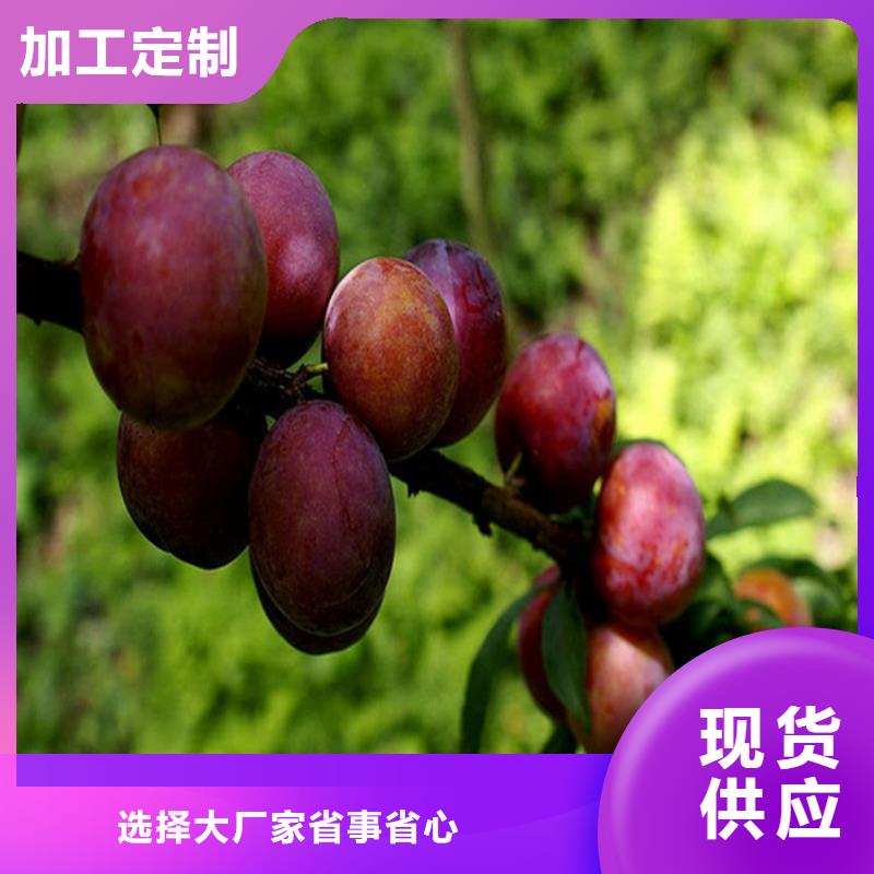 李子北美冬青放心购