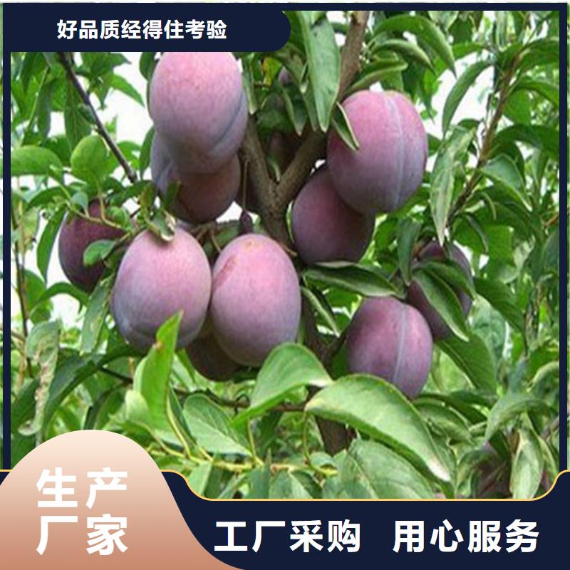 李子北美冬青放心购