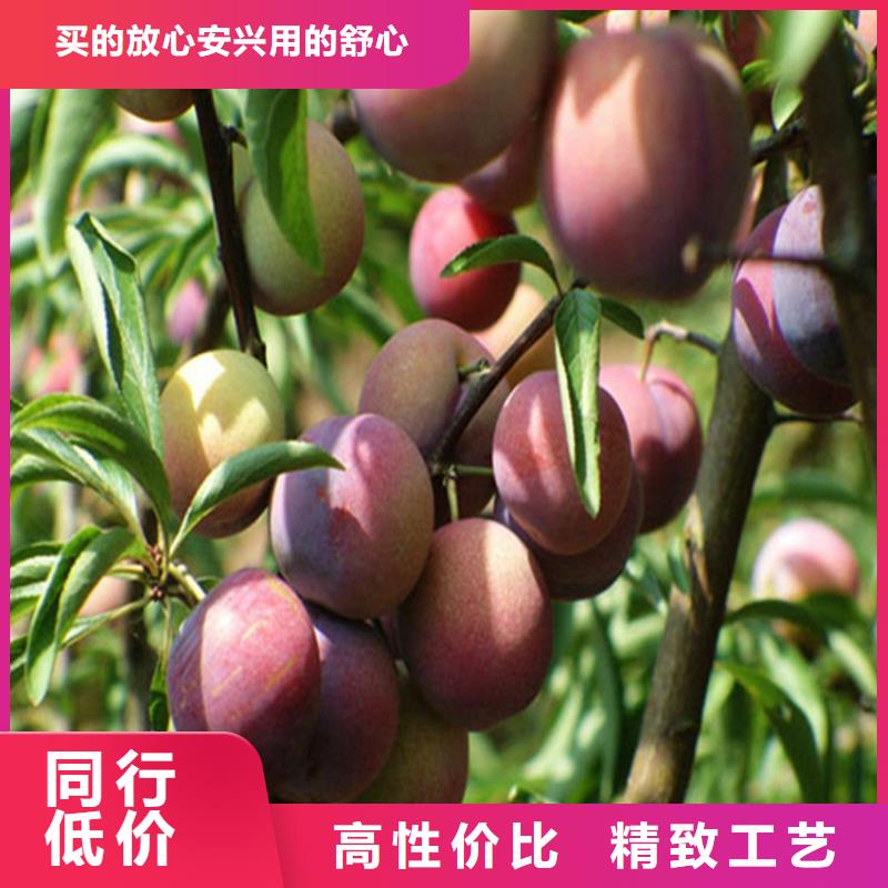 西梅李子苗价格