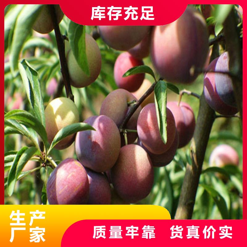 李子北美冬青放心购