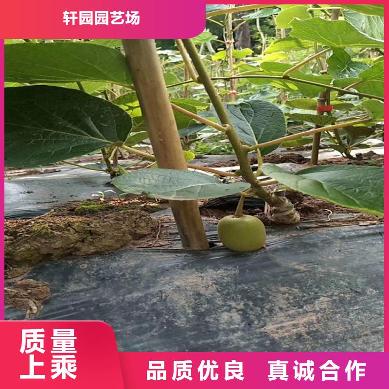 红心猕猴桃苗育苗基地