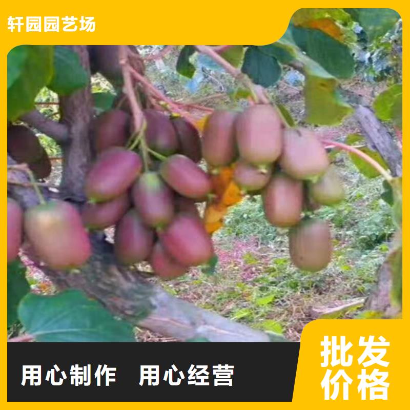 红心猕猴桃苗育苗基地