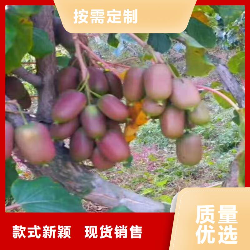猕猴桃杏树苗售后服务完善