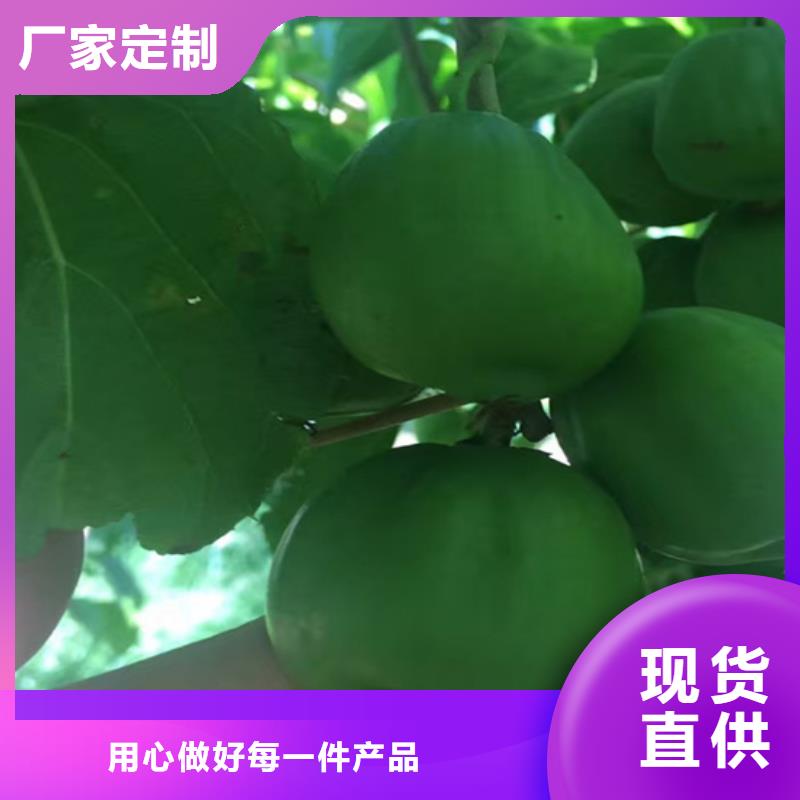 猕猴桃杏树苗售后服务完善