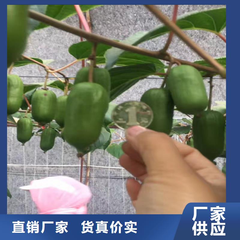 软枣猕猴桃苗适合种植地区
