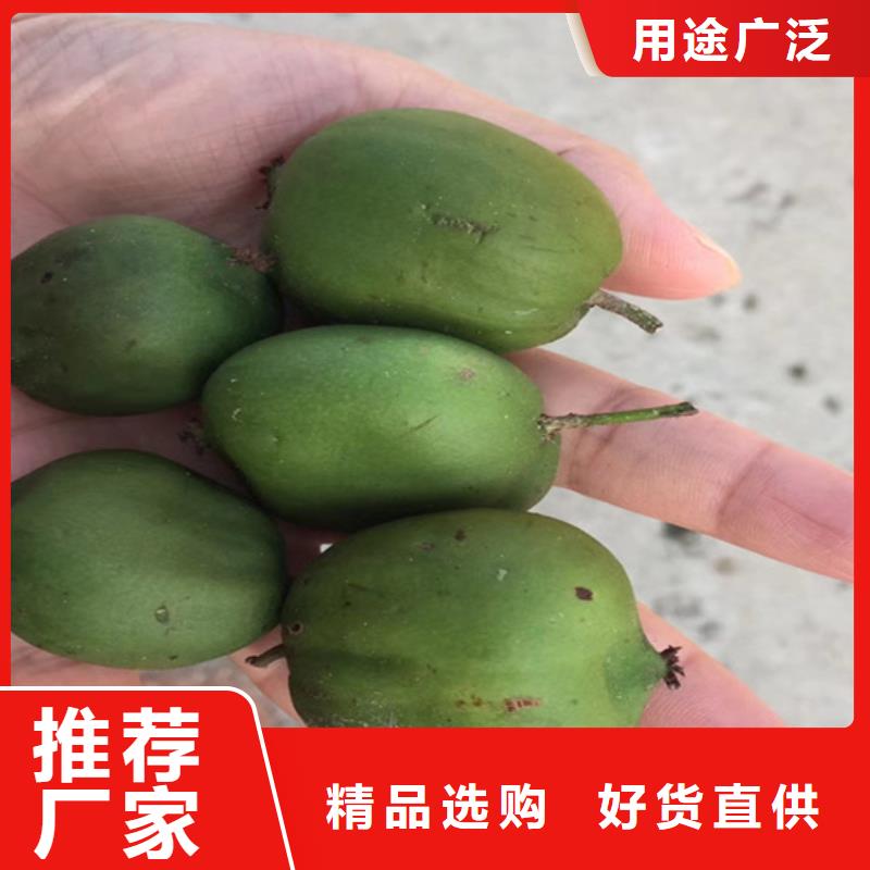 红心猕猴桃苗育苗基地