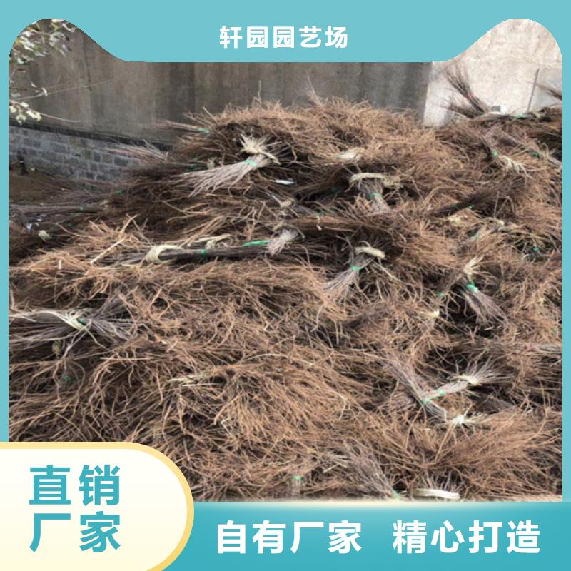 软枣猕猴桃苗适合种植地区