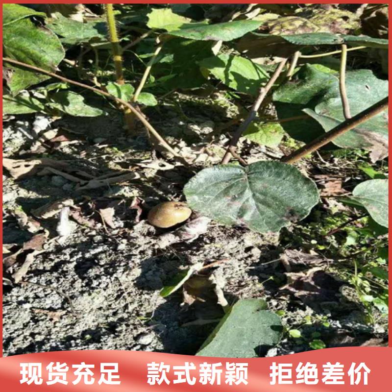 红心猕猴桃苗育苗基地