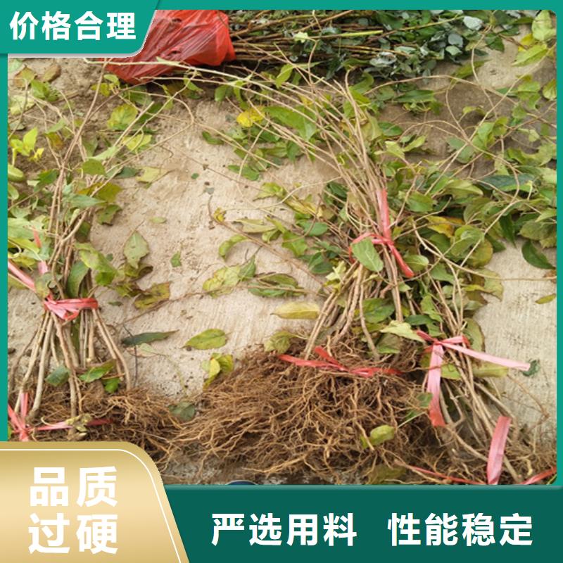 软枣猕猴桃苗适合种植地区