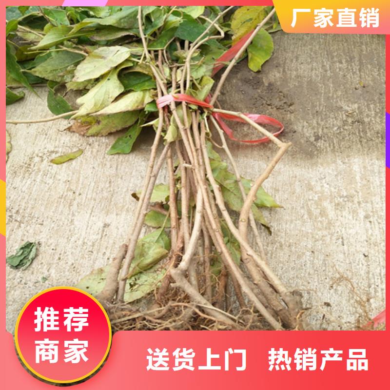 猕猴桃杏树苗售后服务完善