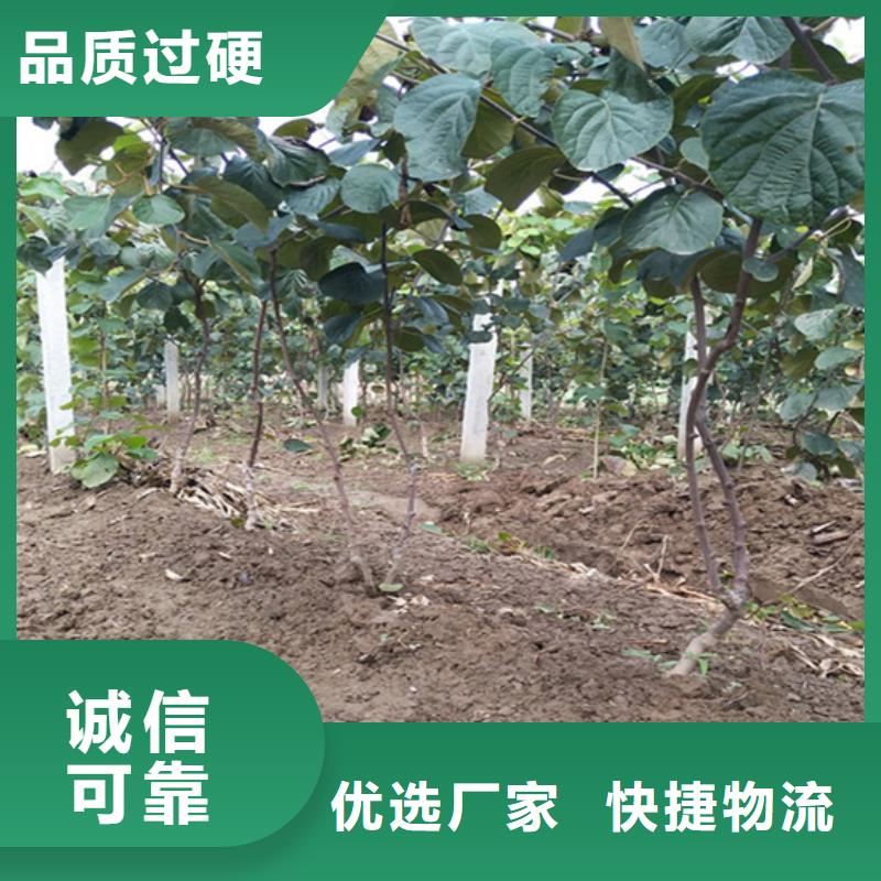 软枣猕猴桃苗适合种植地区
