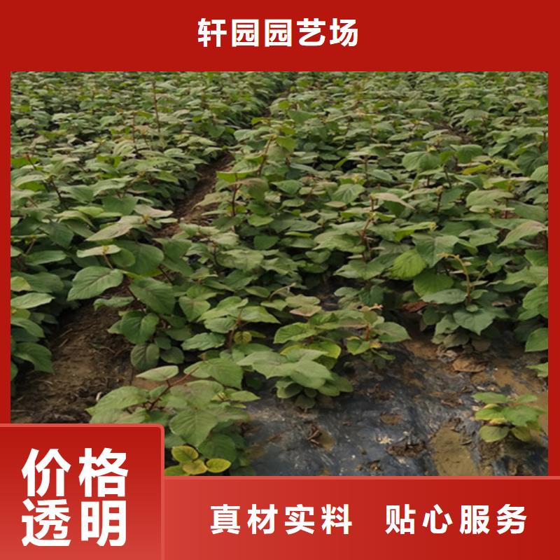 软枣猕猴桃苗适合种植地区