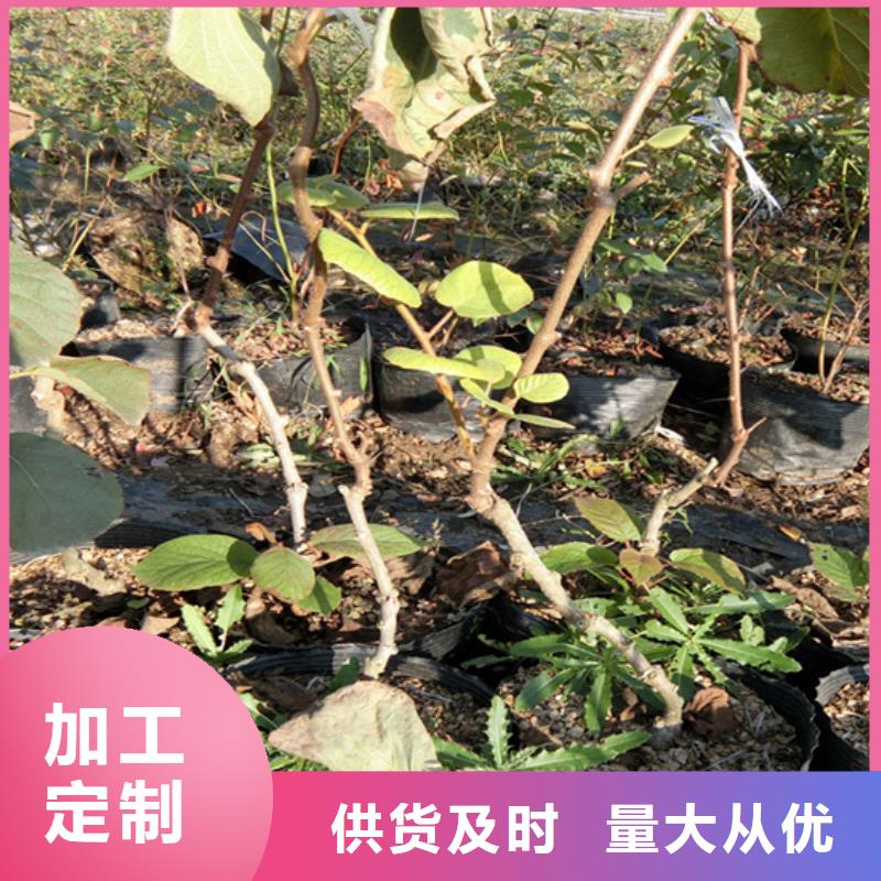 红心猕猴桃苗育苗基地