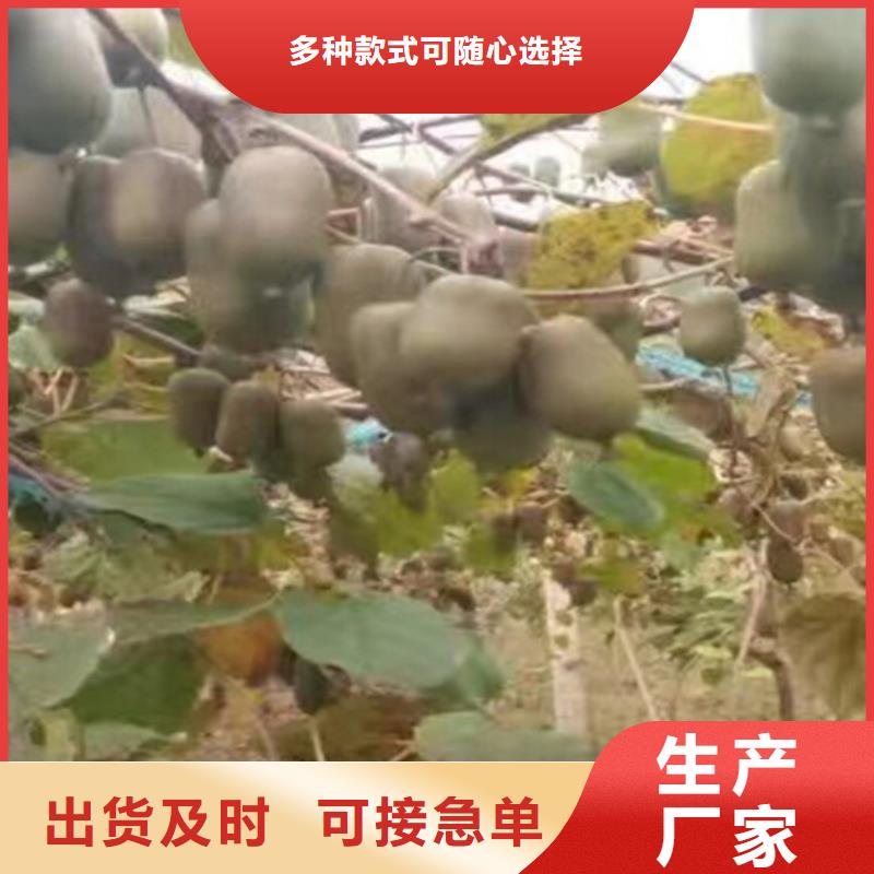 软枣猕猴桃苗适合种植地区