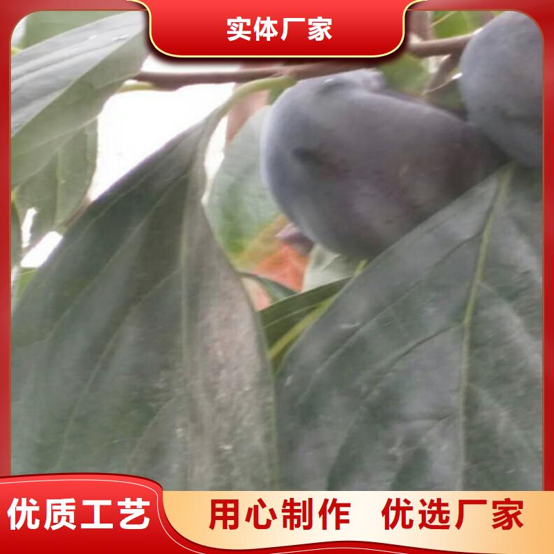 柿子石榴树苗好货直供