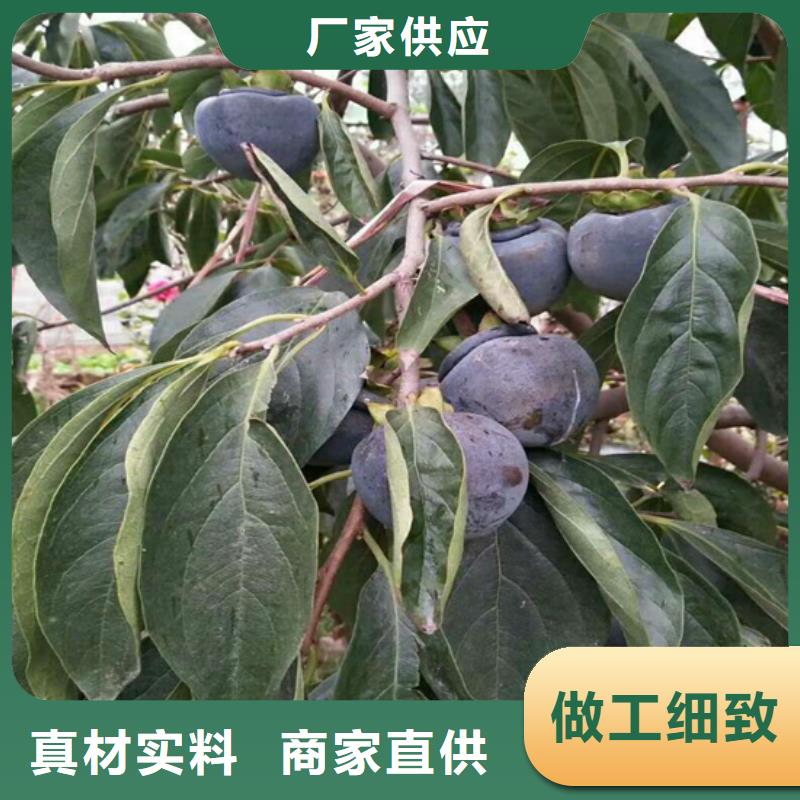 柿子石榴树苗好货直供