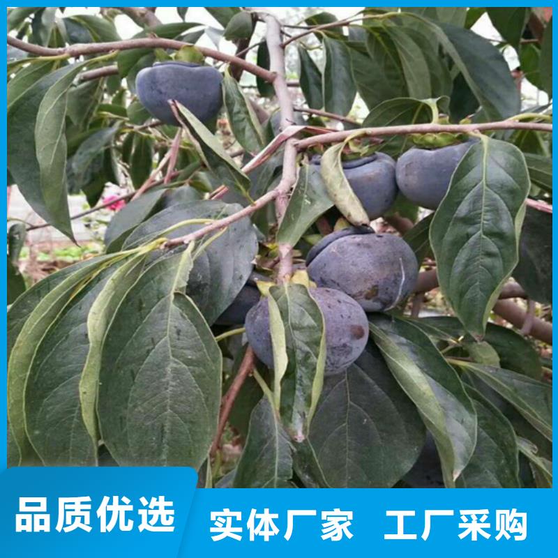 巧克力柿子苗怎么卖