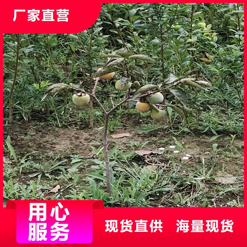 巧克力柿子苗质优价廉