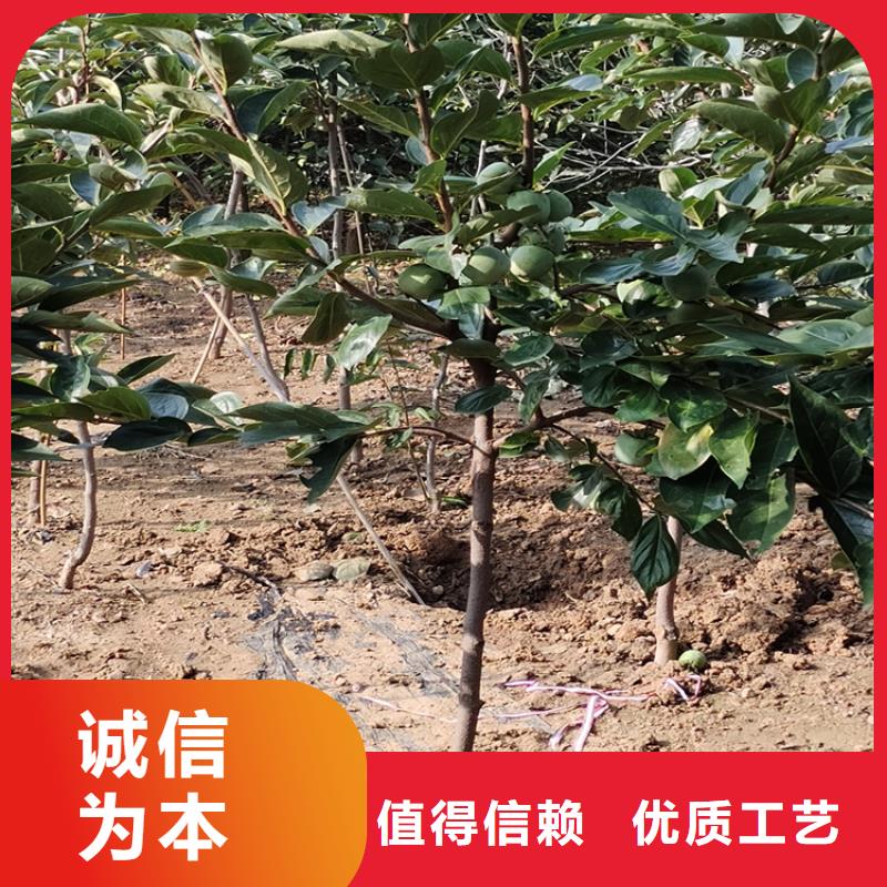 巧克力柿子苗怎么卖