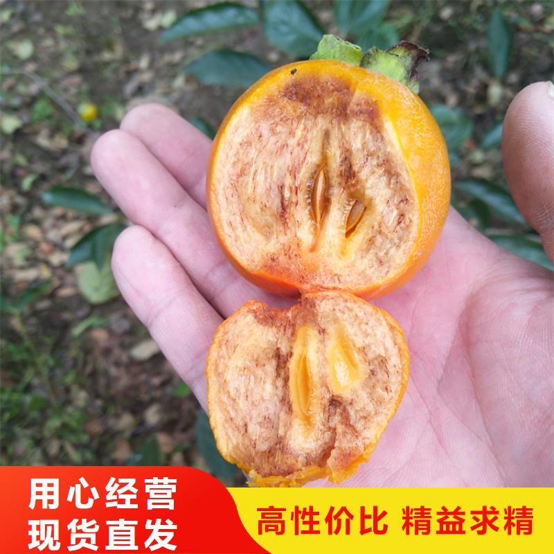 柿子石榴树苗好货直供