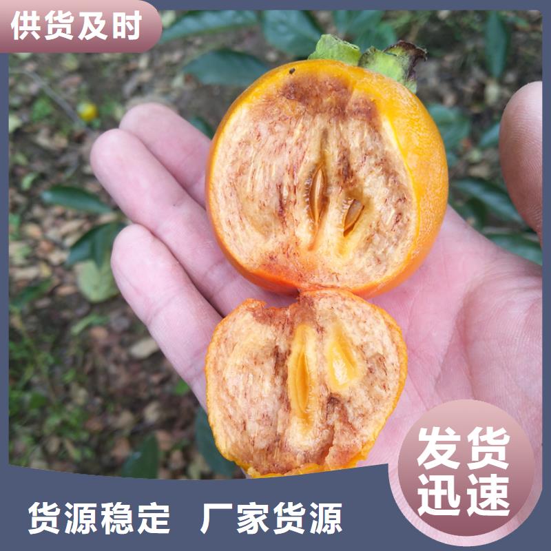 柿子桃树苗好品质售后无忧