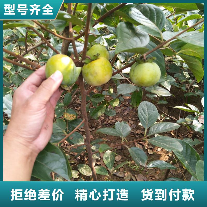 柿子桃树苗好品质售后无忧