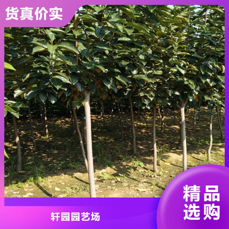 巧克力柿子苗质优价廉