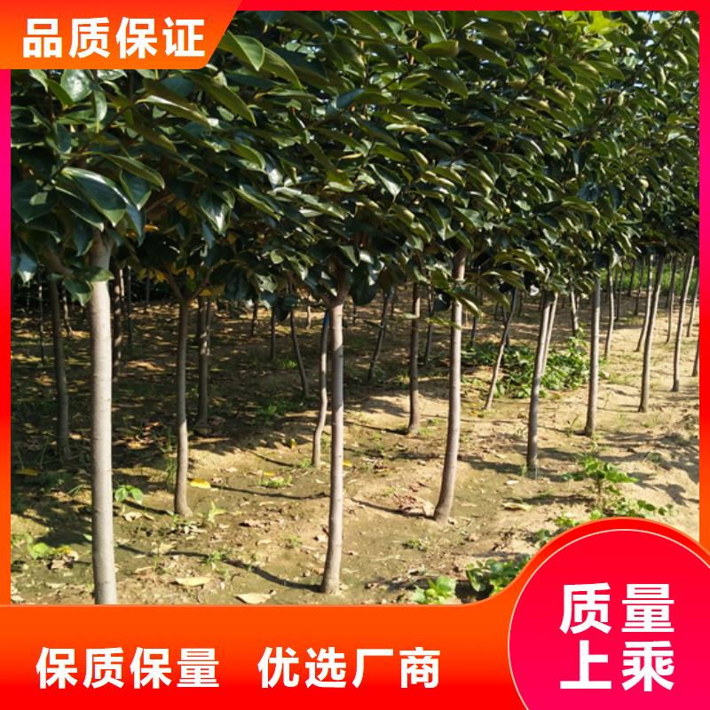 巧克力柿子苗怎么卖