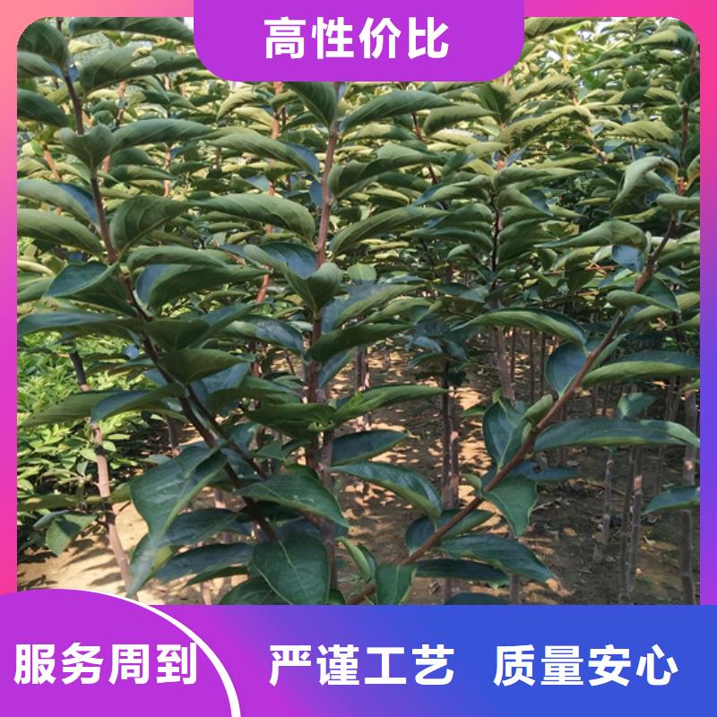 甜柿子树育苗基地