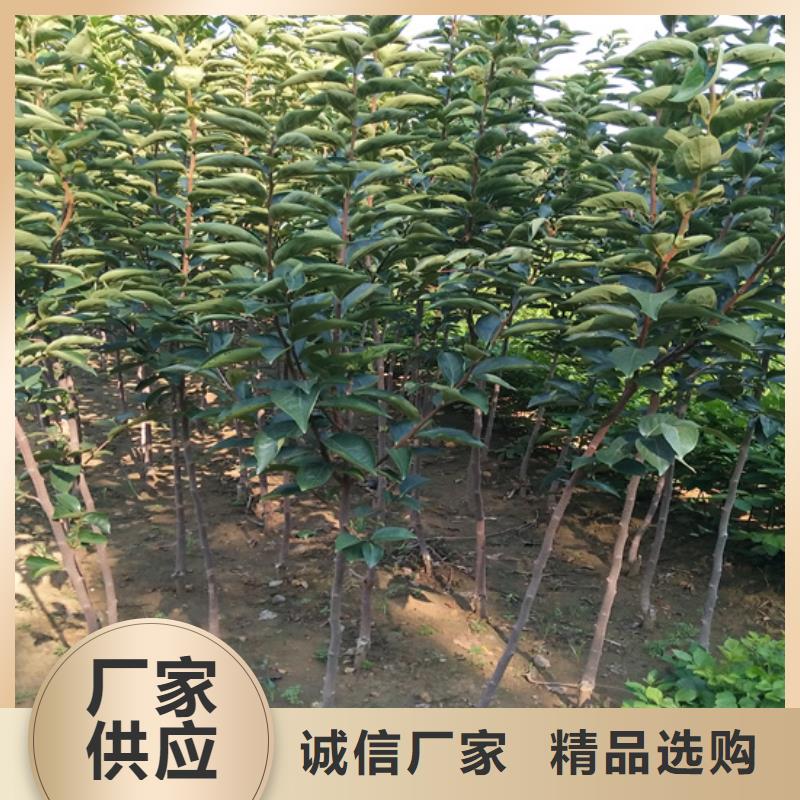 柿子树批发价格