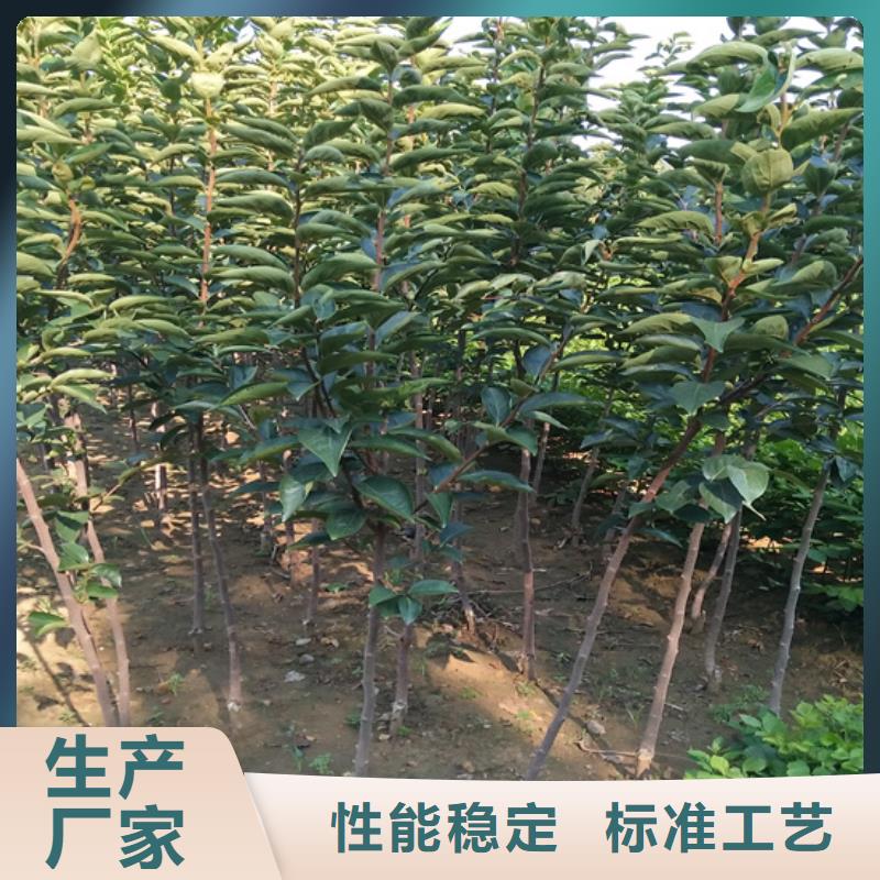 柿子石榴树苗好货直供