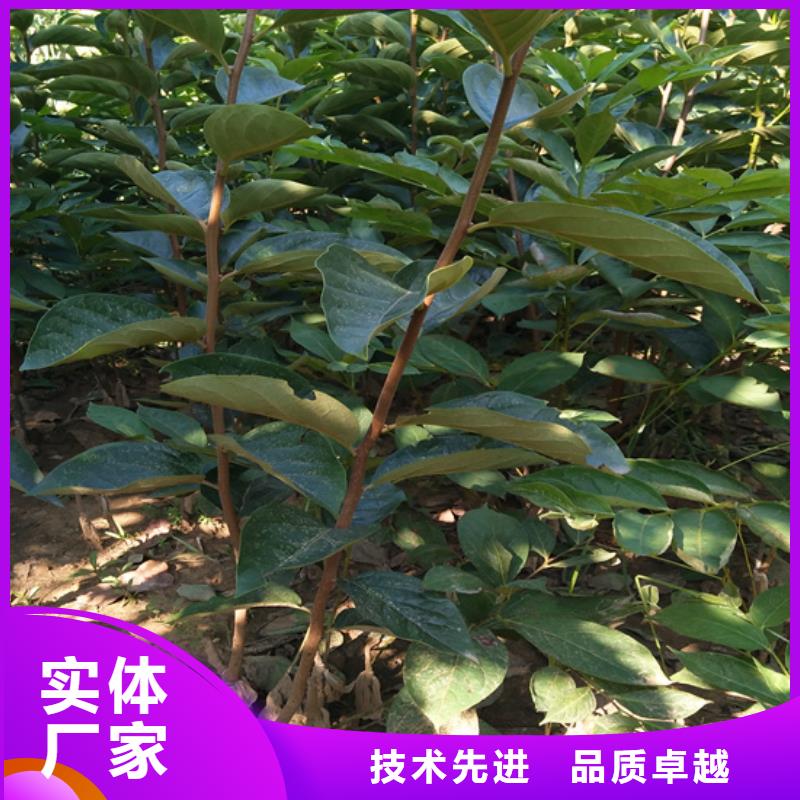 柿子树批发价格