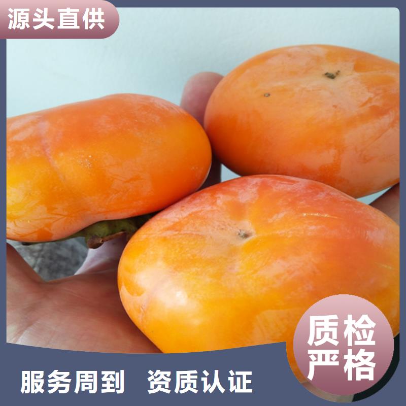 巧克力柿子苗怎么卖