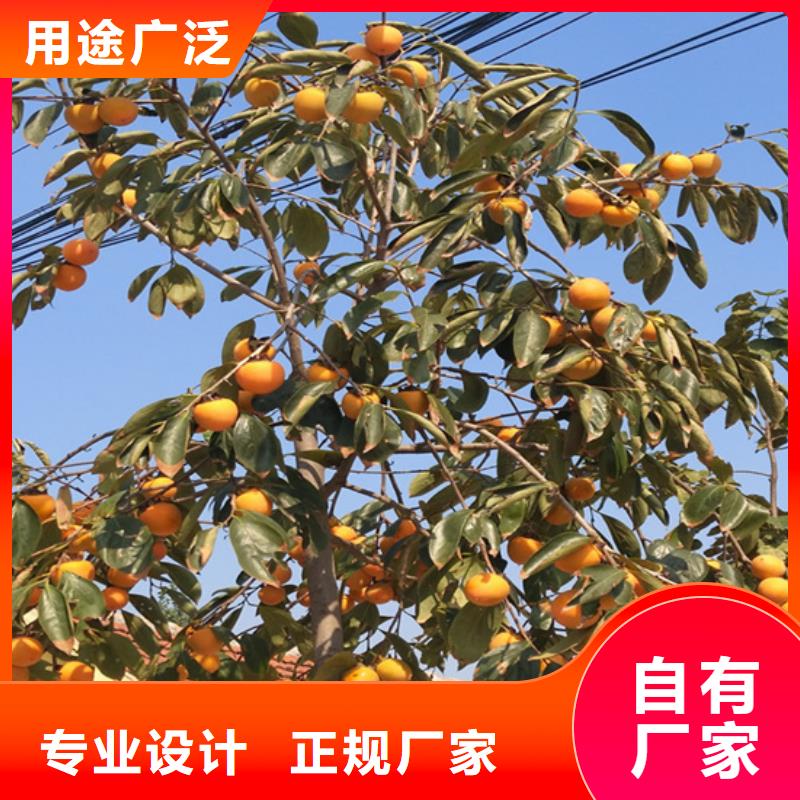 柿子石榴树苗好货直供