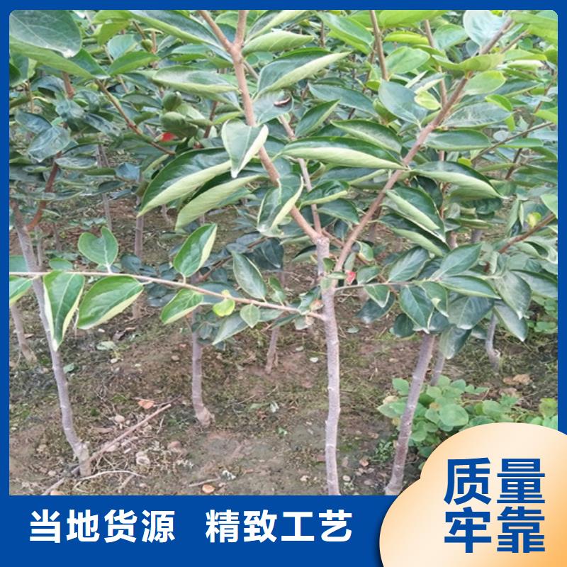 柿子桃树苗好品质售后无忧