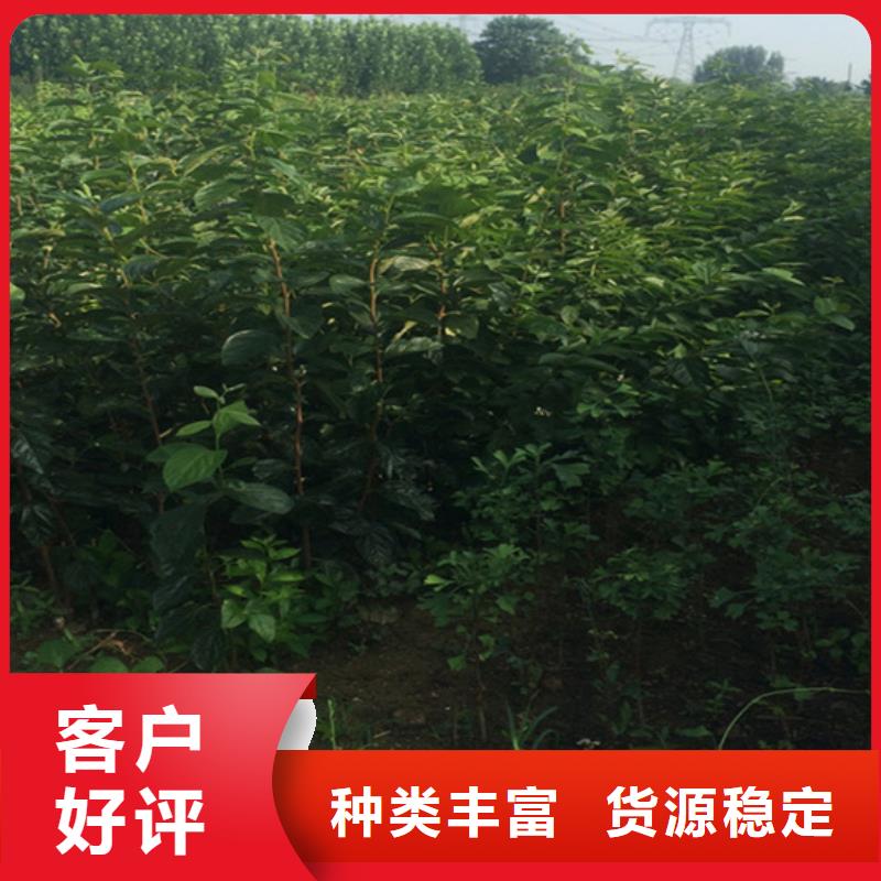 巧克力柿子苗怎么卖