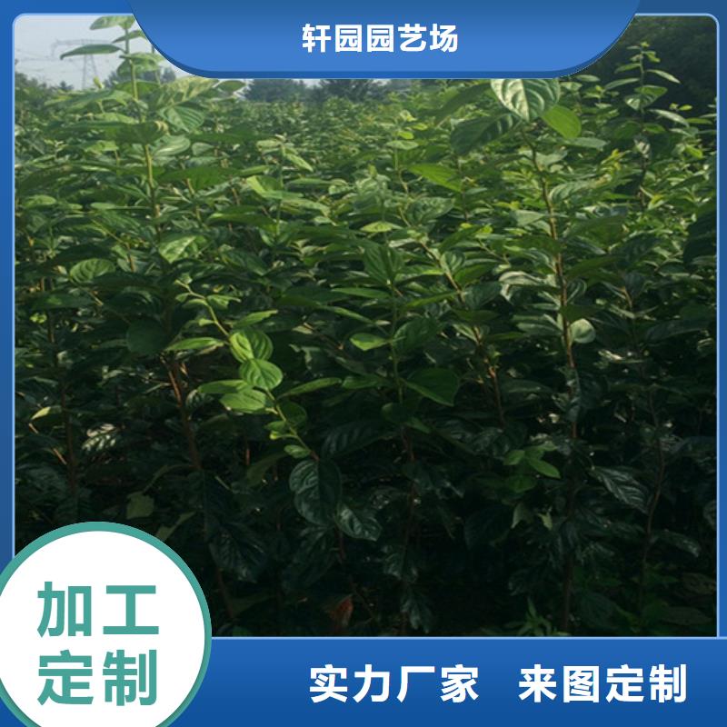 柿子树批发价格